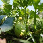 22.09.2020. Kielce. Jesień w ogrodzie botanicznym / Wiktor Taszłow / Radio Kielce