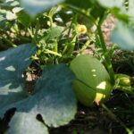 22.09.2020. Kielce. Jesień w ogrodzie botanicznym / Wiktor Taszłow / Radio Kielce