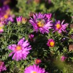 22.09.2020. Kielce. Jesień w ogrodzie botanicznym / Wiktor Taszłow / Radio Kielce