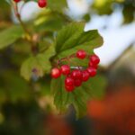 22.09.2020. Kielce. Jesień w ogrodzie botanicznym / Wiktor Taszłow / Radio Kielce