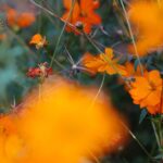 22.09.2020. Kielce. Jesień w ogrodzie botanicznym / Wiktor Taszłow / Radio Kielce