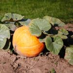 22.09.2020. Kielce. Jesień w ogrodzie botanicznym / Wiktor Taszłow / Radio Kielce