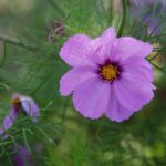 22.09.2020. Kielce. Jesień w ogrodzie botanicznym / Wiktor Taszłow / Radio Kielce