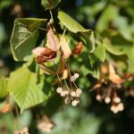 22.09.2020. Kielce. Jesień w ogrodzie botanicznym / Wiktor Taszłow / Radio Kielce