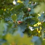 22.09.2020. Kielce. Jesień w ogrodzie botanicznym / Wiktor Taszłow / Radio Kielce