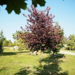 22.09.2020. Kielce. Jesień w ogrodzie botanicznym / Wiktor Taszłow / Radio Kielce