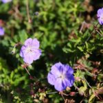 22.09.2020. Kielce. Jesień w ogrodzie botanicznym / Wiktor Taszłow / Radio Kielce