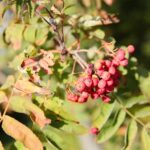 22.09.2020. Kielce. Jesień w ogrodzie botanicznym / Wiktor Taszłow / Radio Kielce