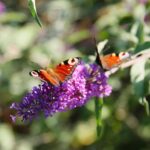 22.09.2020. Kielce. Jesień w ogrodzie botanicznym / Wiktor Taszłow / Radio Kielce