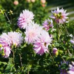 22.09.2020. Kielce. Jesień w ogrodzie botanicznym / Wiktor Taszłow / Radio Kielce