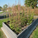 22.09.2020. Kielce. Jesień w ogrodzie botanicznym / Wiktor Taszłow / Radio Kielce