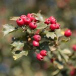 22.09.2020. Kielce. Jesień w ogrodzie botanicznym / Wiktor Taszłow / Radio Kielce