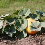 22.09.2020. Kielce. Jesień w ogrodzie botanicznym / Wiktor Taszłow / Radio Kielce