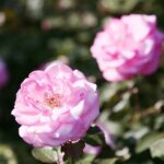 22.09.2020. Kielce. Jesień w ogrodzie botanicznym / Wiktor Taszłow / Radio Kielce