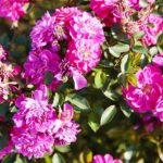 22.09.2020. Kielce. Jesień w ogrodzie botanicznym / Wiktor Taszłow / Radio Kielce