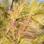 22.09.2020. Kielce. Jesień w ogrodzie botanicznym / Wiktor Taszłow / Radio Kielce