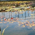 22.09.2020. Kielce. Jesień w ogrodzie botanicznym / Wiktor Taszłow / Radio Kielce