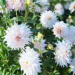 22.09.2020. Kielce. Jesień w ogrodzie botanicznym / Wiktor Taszłow / Radio Kielce