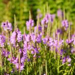 22.09.2020. Kielce. Jesień w ogrodzie botanicznym / Wiktor Taszłow / Radio Kielce