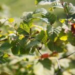 22.09.2020. Kielce. Jesień w ogrodzie botanicznym / Wiktor Taszłow / Radio Kielce