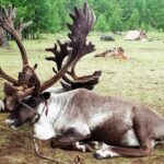 Mongolia / Danuta Rasała