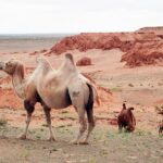 Mongolia / Danuta Rasała