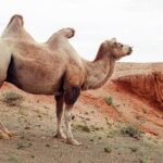 Mongolia / Danuta Rasała