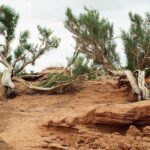 Mongolia / Danuta Rasała