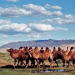 Mongolia / Danuta Rasała