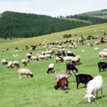 Mongolia / Danuta Rasała