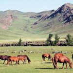 Mongolia / Danuta Rasała