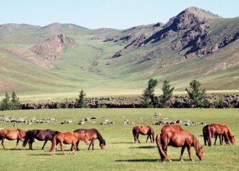 Mongolia / Danuta Rasała