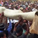 Muzyczne podróże. Madagaskar / Danuta Rasała