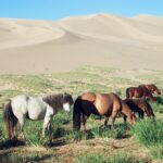 Mongolia / Danuta Rasała