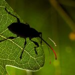 Słonik żołędziowiec / Antoni Kasprzak, Regionalna Dyrekcja Lasów Państwowych w Poznaniu