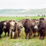 Mongolia / Danuta Rasała