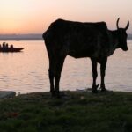 Muzyczne podróże. Waranasi. Indie / Danuta Rasała