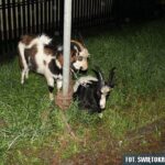 świętokrzyska policja