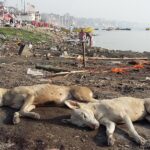 Muzyczne podróże. Waranasi. Indie / Danuta Rasała