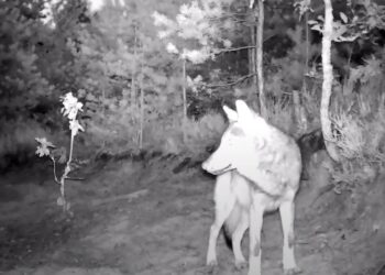 Wilki w kompleksie leśnym Lipie / WILKnet Wideo