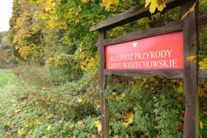 24.10.2020. Rezerwat przyrody Lisiny Bodzechowskie / Emilia Sitarska / Radio Kielce