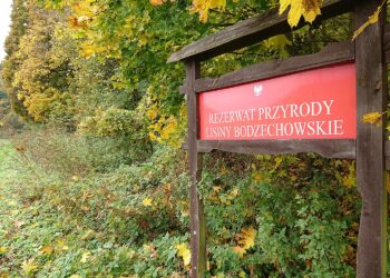 24.10.2020. Rezerwat przyrody Lisiny Bodzechowskie / Emilia Sitarska / Radio Kielce