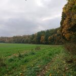 24.10.2020. Rezerwat przyrody Lisiny Bodzechowskie / Emilia Sitarska / Radio Kielce