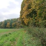 24.10.2020. Rezerwat przyrody Lisiny Bodzechowskie / Emilia Sitarska / Radio Kielce