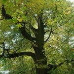 24.10.2020. Rezerwat przyrody Lisiny Bodzechowskie / Emilia Sitarska / Radio Kielce