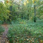 24.10.2020. Rezerwat przyrody Lisiny Bodzechowskie / Emilia Sitarska / Radio Kielce