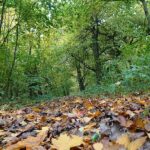 24.10.2020. Rezerwat przyrody Lisiny Bodzechowskie / Emilia Sitarska / Radio Kielce