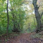 24.10.2020. Rezerwat przyrody Lisiny Bodzechowskie / Emilia Sitarska / Radio Kielce