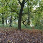 24.10.2020. Rezerwat przyrody Lisiny Bodzechowskie / Emilia Sitarska / Radio Kielce