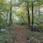 24.10.2020. Rezerwat przyrody Lisiny Bodzechowskie / Emilia Sitarska / Radio Kielce